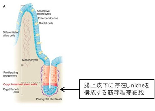 図１：Kateri A et al,Science 31 March 2006より抜粋一部改変