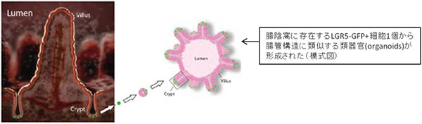 図２：Monya B, Nature Reports Stem Cells 2 April 2009より抜粋、一部改変