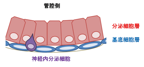 図：前立腺の腺構造