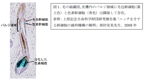 毛包幹細胞 色素幹細胞を維持 世界の幹細胞 関連 論文紹介 慶應義塾大学 グローバルcoeプログラム 幹細胞医学のための教育研究拠点