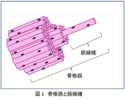 図1　骨格筋と筋繊維
