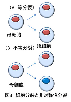 図3　細胞分裂と非対称性分裂