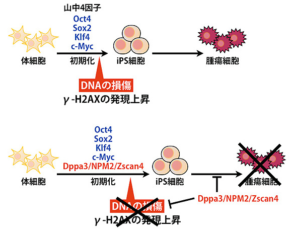 図1.細胞初期化におけるDppa3/NMP2/Zsac4の働き