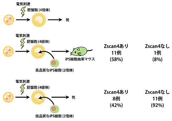 図3. Zscan4によるiPS細胞の品質の向上
