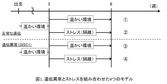 図1　遺伝子異常とストレスを組み合わせた4つのモデル