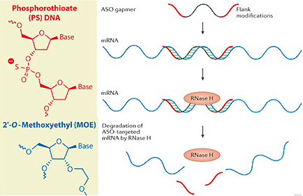図2　ホスホロチオエート化とメトキシエチル化したASO（MOE gapmer）とその作用機序