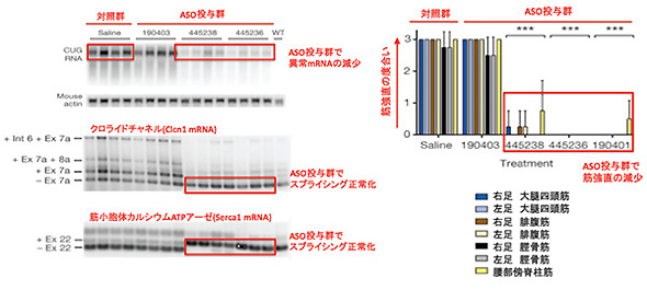 図3　ASOによる異常なmRNAの分解とスプライシング正常化、筋強直の解消
